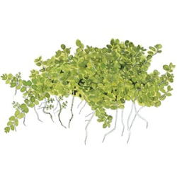 Hemianthus Callitrichoides 'Cuba'