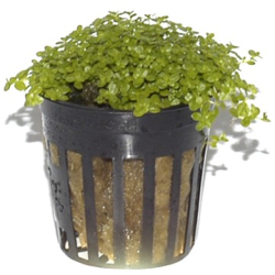 Hemianthus Callitrichoides 'Cuba'
