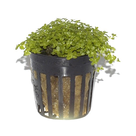 Hemianthus Callitrichoides 'Cuba'