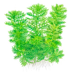 Hottonia Palustris