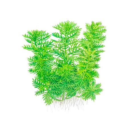 Hottonia Palustris