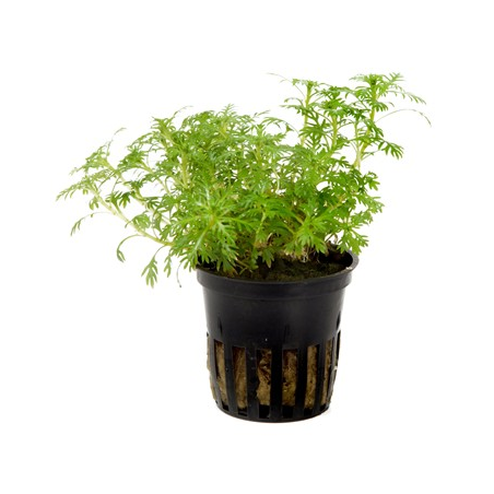 Hottonia Palustris