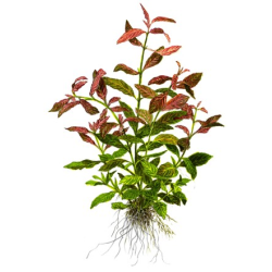 Hygrophila Polysperma 'Rosanervig'