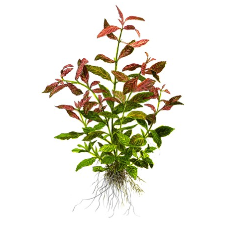 Hygrophila Polysperma 'Rosanervig'
