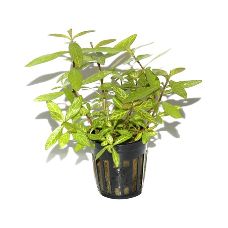 Hygrophila Polysperma 'Rosanervig'