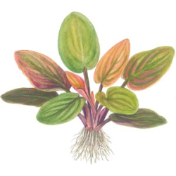 Lagenandra Meeboldii 'Red'