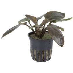 Lagenandra Meeboldii 'Red'