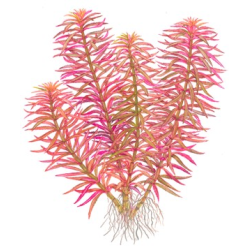 Limnophila Hippuridoides