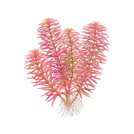 Limnophila Hippuridoides
