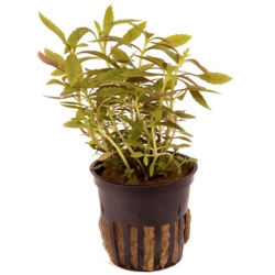 Limnophila Hippuridoides