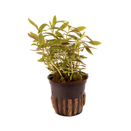 Limnophila Hippuridoides