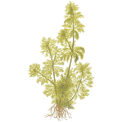 Limnophila Sessiliflora