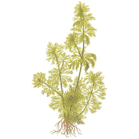 Limnophila Sessiliflora