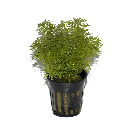 Limnophila Sessiliflora