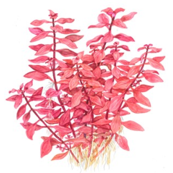 Ludwigia Palustris