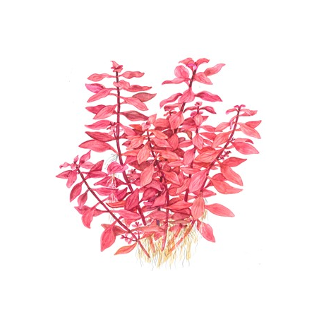 Ludwigia Palustris