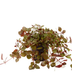 Ludwigia Palustris