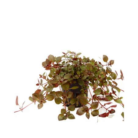 Ludwigia Palustris