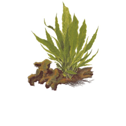 Microsorum Pteropus