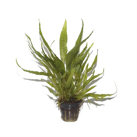 Microsorum Pteropus
