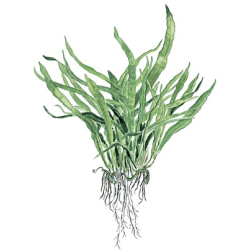 Microsorum Pteropus 'Narrow'