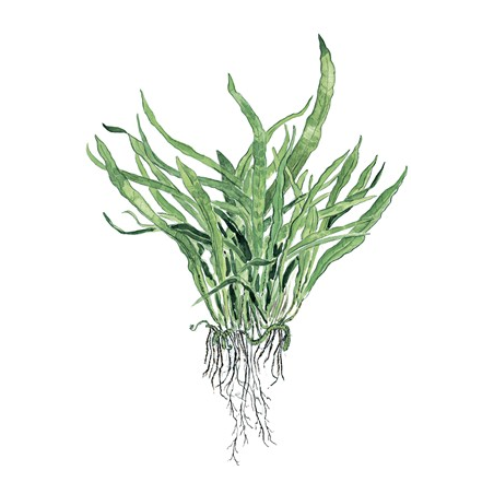 Microsorum Pteropus 'Narrow'