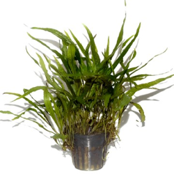 Microsorum Pteropus 'Narrow'