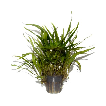 Microsorum Pteropus 'Narrow'