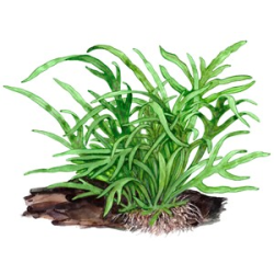 Microsorum Pteropus 'Trident'