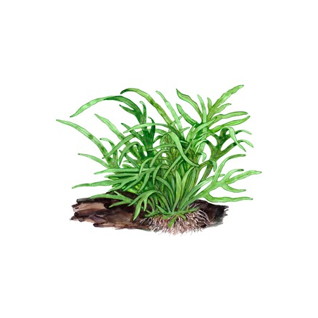 Microsorum Pteropus 'Trident'
