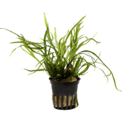 Microsorum Pteropus 'Trident'