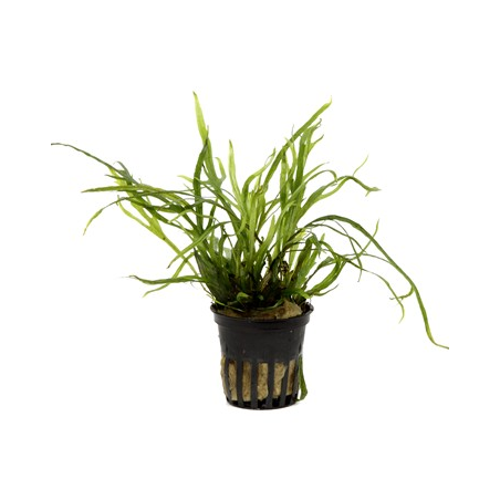Microsorum Pteropus 'Trident'