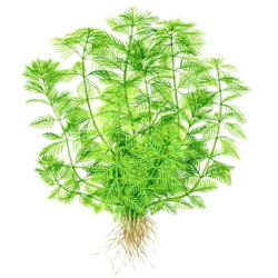 Myriophyllum Mattogrossense