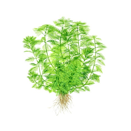 Myriophyllum Mattogrossense