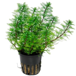 Myriophyllum Mattogrossense