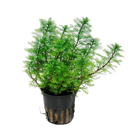 Myriophyllum Mattogrossense