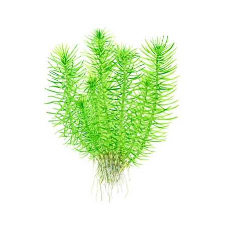 Pogostemon Erectus