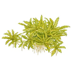 Pogostemon Helferi