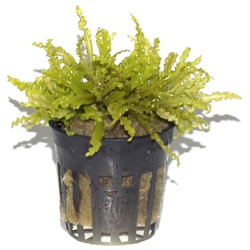 Pogostemon Helferi