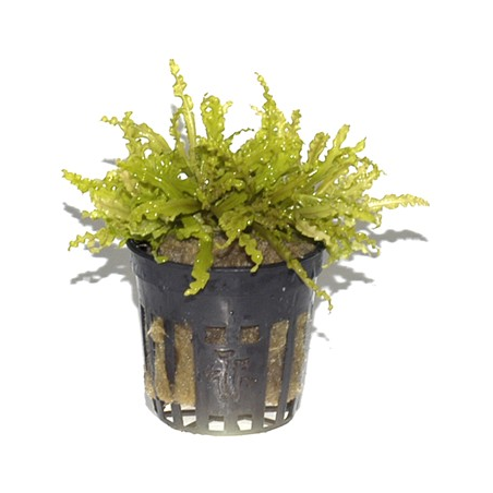 Pogostemon Helferi