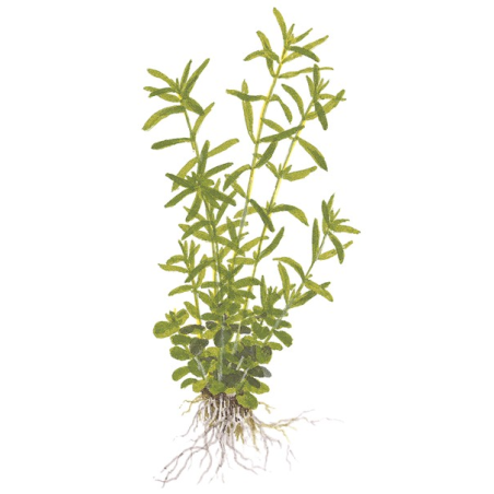 Rotala 'Green'
