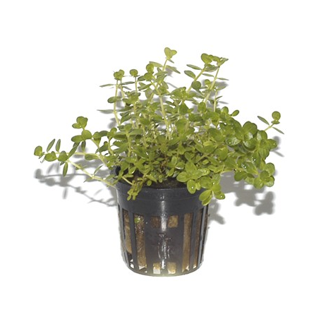 Rotala 'Green'