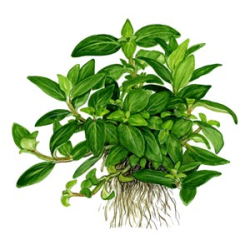 Staurogyne Repens