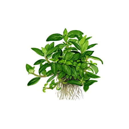 Staurogyne Repens