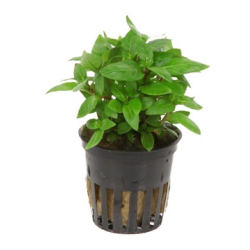 Staurogyne Repens