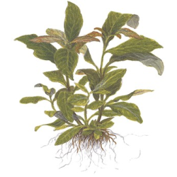 Hygrophila Corymbosa