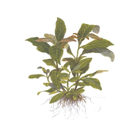 Hygrophila Corymbosa