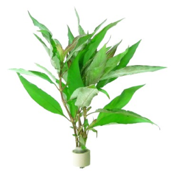 Hygrophila Corymbosa