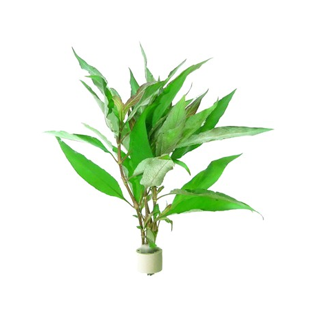 Hygrophila Corymbosa