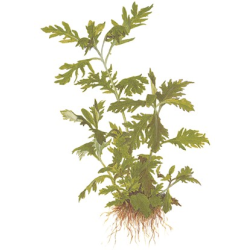 Hygrophila Difformis